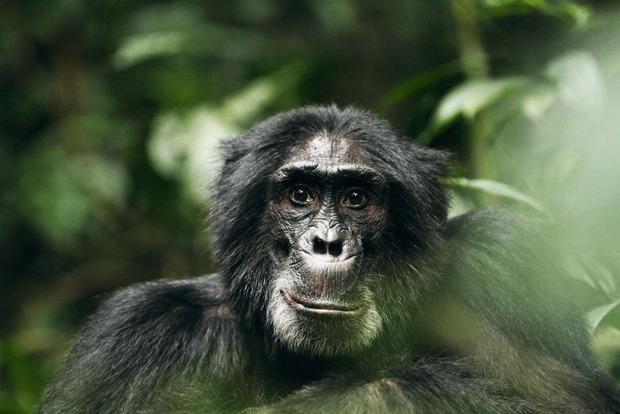 Antropoloog David Watts over de chimpansees die hij twintig jaar lang bestudeerde: 'Ze zien ons niet als soortgenoten.'