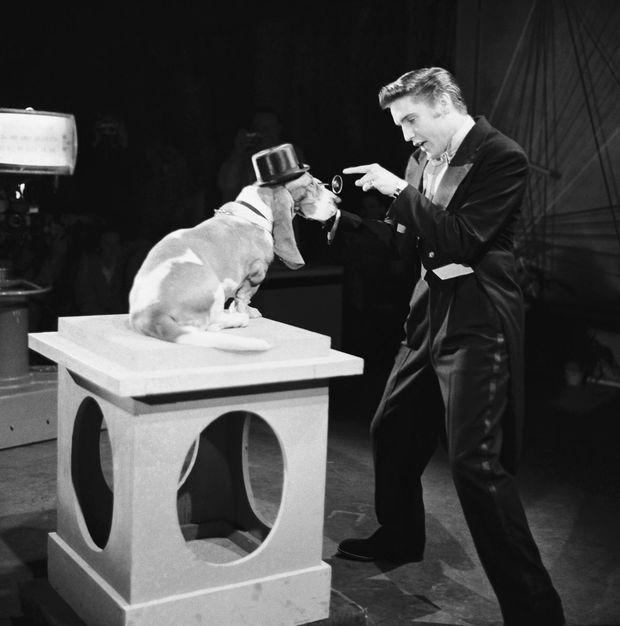 Elvis Presley chante Hound Dog face à un chien au Steve Allen Show. 