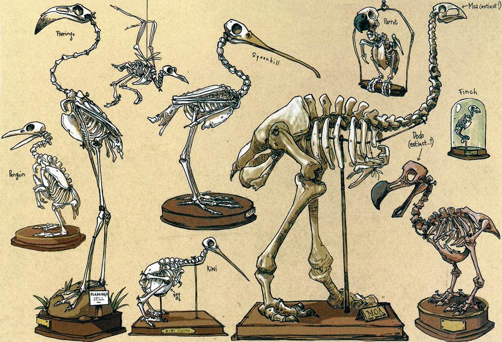 Squelettes d'oiseaux dessinés par Jonny Duddle pour Les Pirates! Bons à rien, mauvais en tout de Peter Lord et Jeff Newitt.