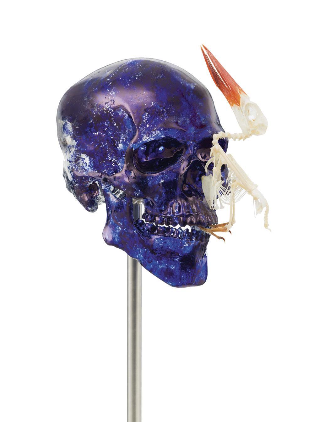 Jan Fabre, Skull with blue-breasted kingfisher.