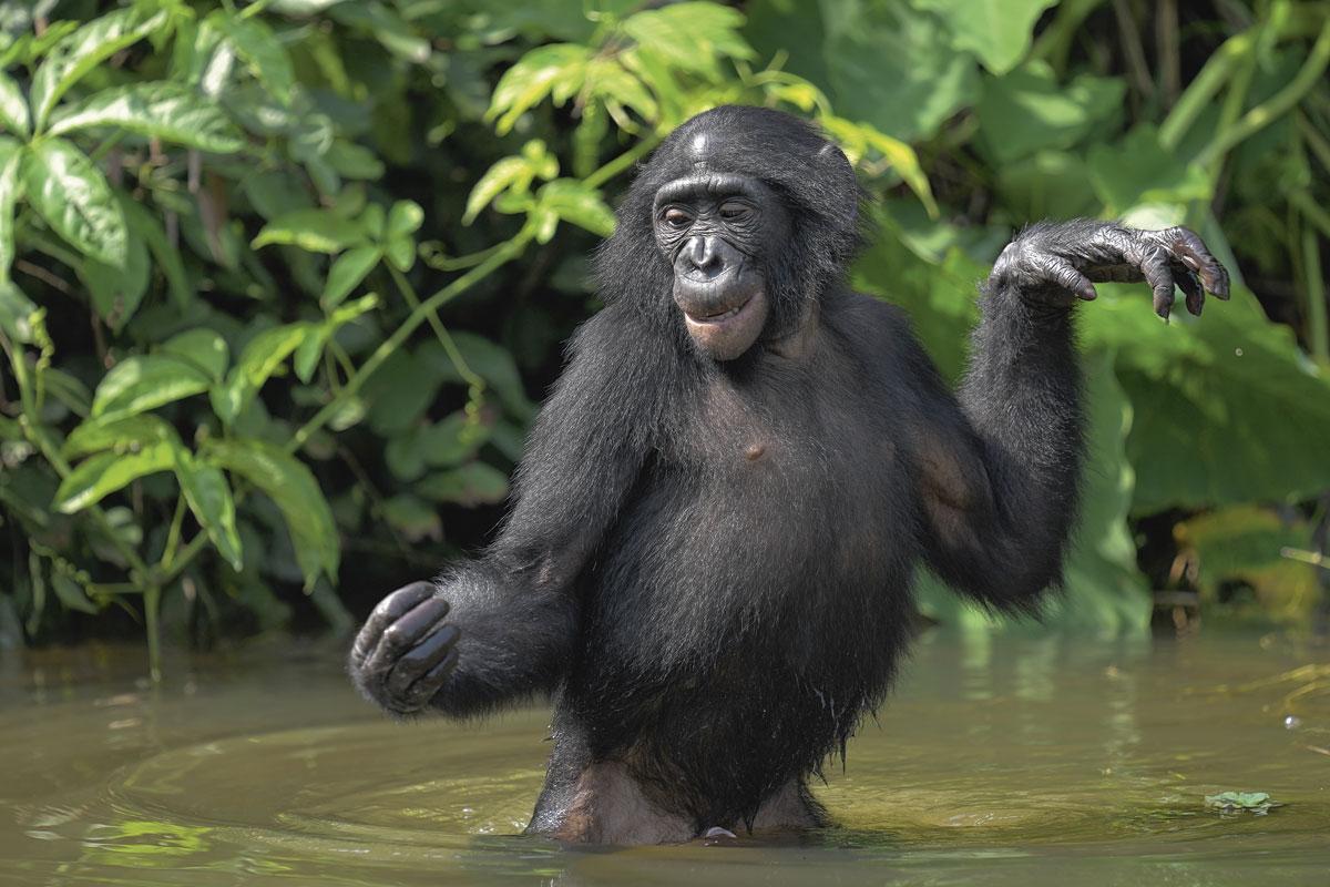 Les bonobos sont les hippies de la forêt.