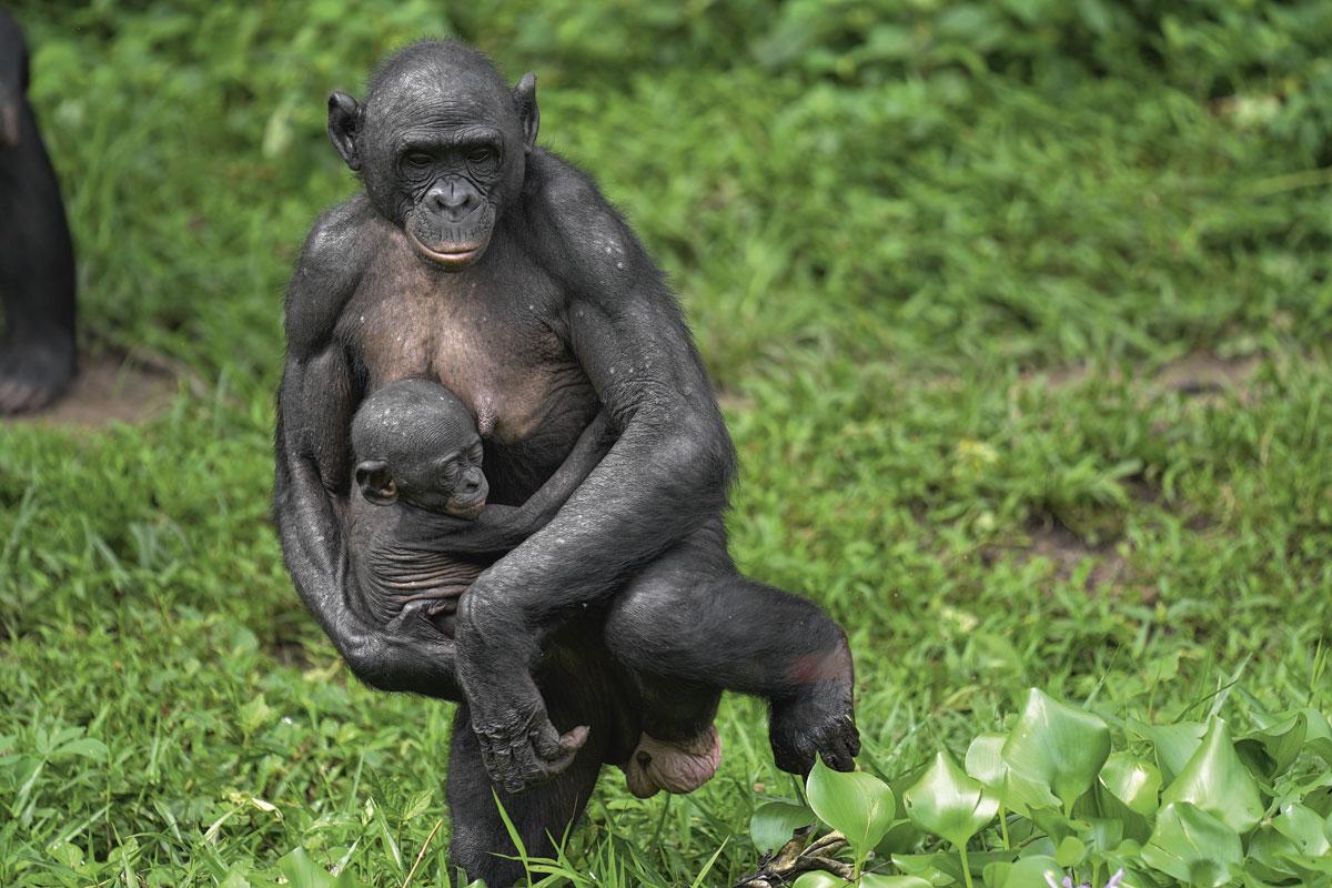 Les bonobos sont victimes de la déforestation et du braconnage.