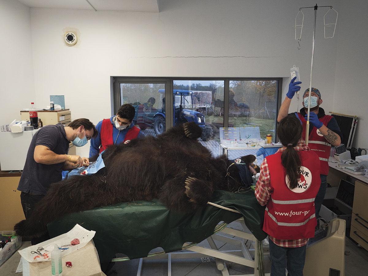 Le vétérinaire et son équipe prodiguent tous les soins nécessaires aux ours récemment sauvés, victimes de nombreux traumatismes.