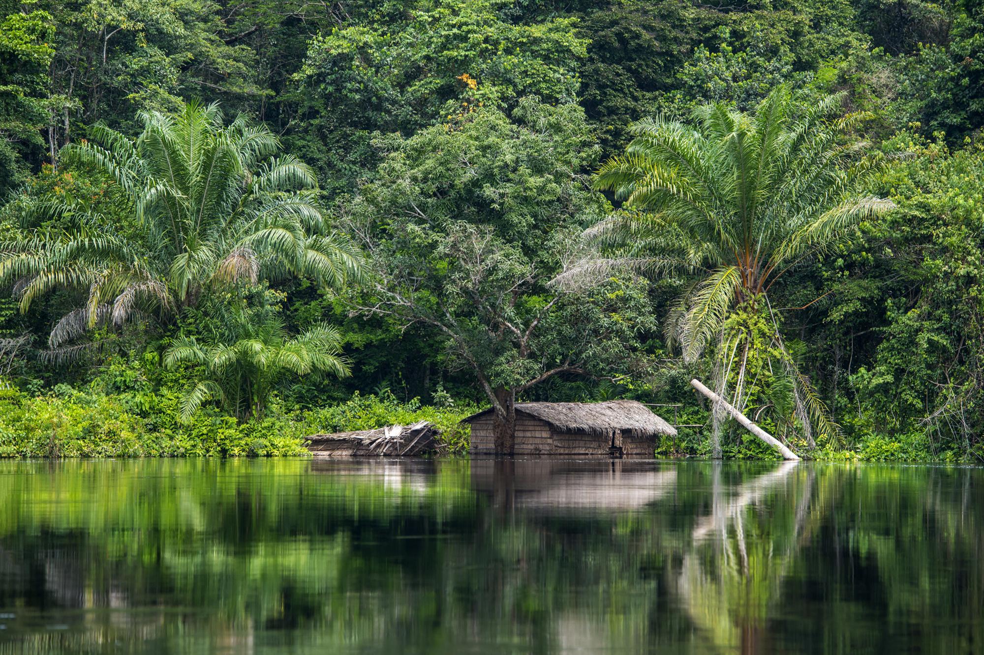RDC : un plan audacieux pour sauver la deuxième plus grande forêt du monde