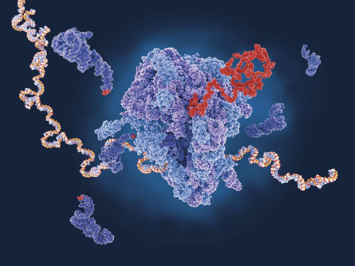 L'ARNm permettra de concevoir, dans le cas des cancers, des traitements individualisés, 