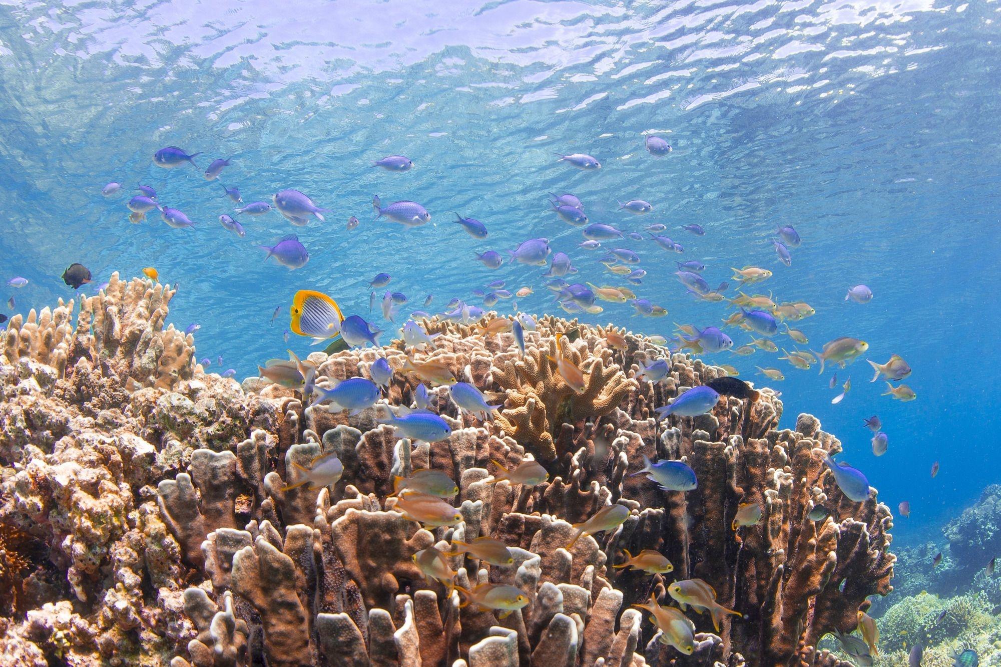 Réchauffement climatique : les coraux quasi certainement condamnés à disparaître