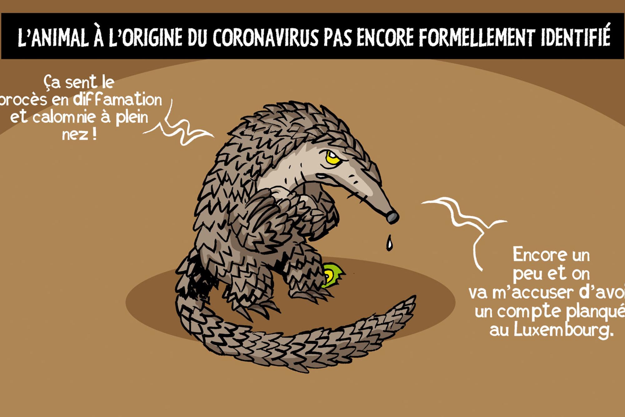 Pour l'OMS, le pangolin n'est pas forcément à l'origine du coronavirus.