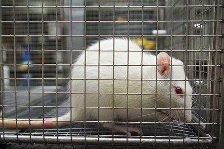La qualité de l'environnement des rats influe sur leurs chances de devenir accro, ou non.