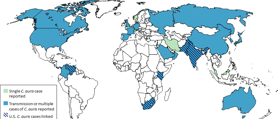 Sur la carte, on remarque que la Belgique n'a eu pour l'instant qu'un seul cas de C. auris, comparé à d'autres régions du monde comme l'Amérique du Nord, l'Australie, la Russie ou le Japon (pays où on a découvert le germe pour la première fois).