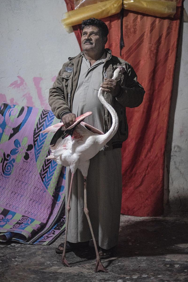 Ali Abou Ahmed, 51 ans, pose fièrement avec l'un des flamants qui ornent son jardin depuis sept ans. Il leur a laissé les plumes intactes, contrairement à de nombreux propriétaires qui les coupent pour les empêcher de s' enfuir.