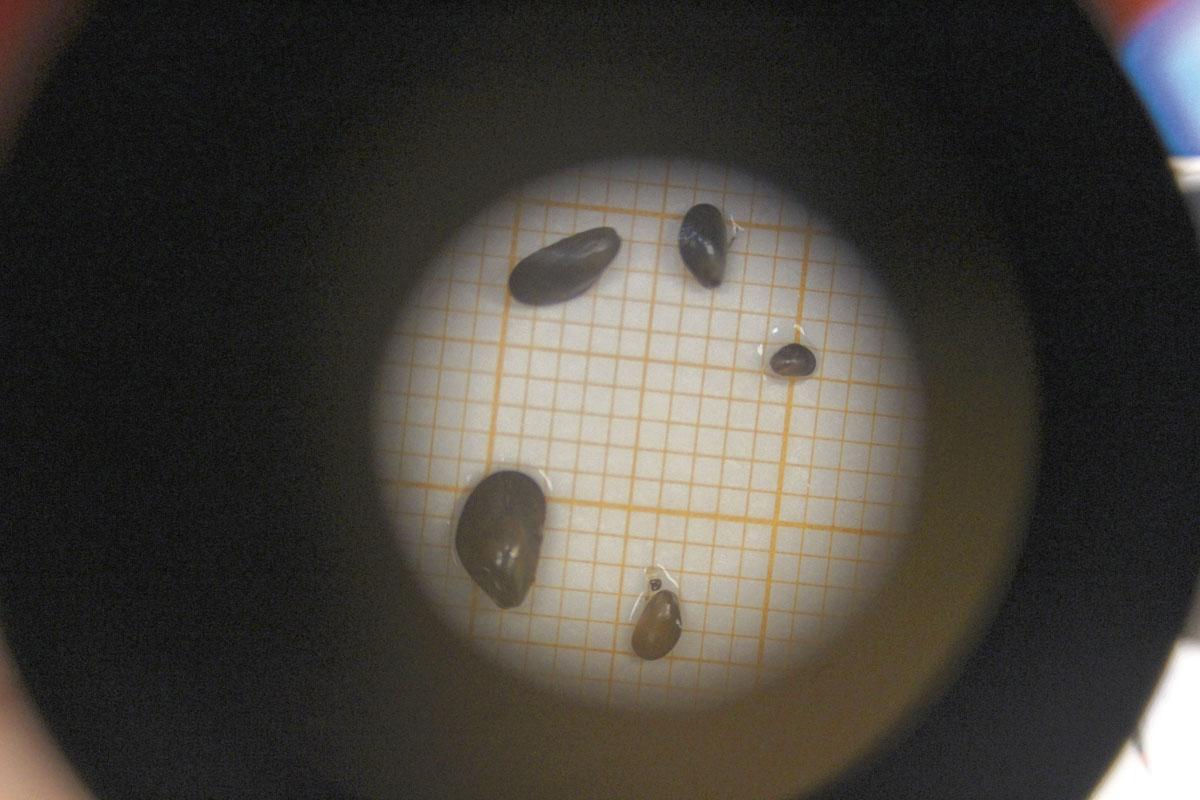Les moules juvéniles au microscope : elles ne dépassent pas 2 millimètres.