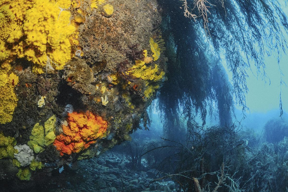 Les moules ont pu survivre et grandir malgré les conditions environnementales extrêmes.