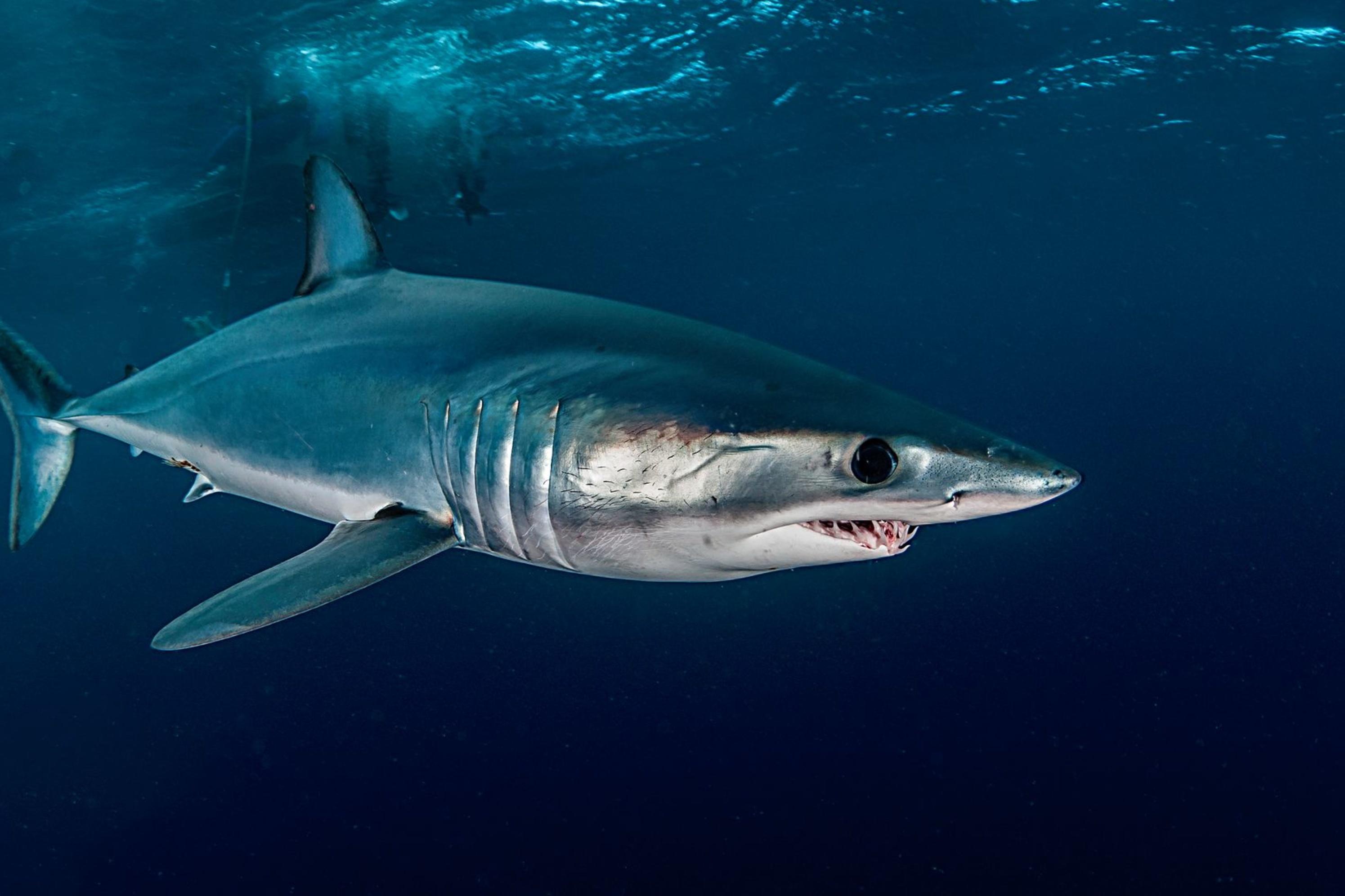 Акула мако опасна ли для человека. Акула мако. Голубая акула мако. Сельдевая акула мако. Акула мако и сельдевая акула.