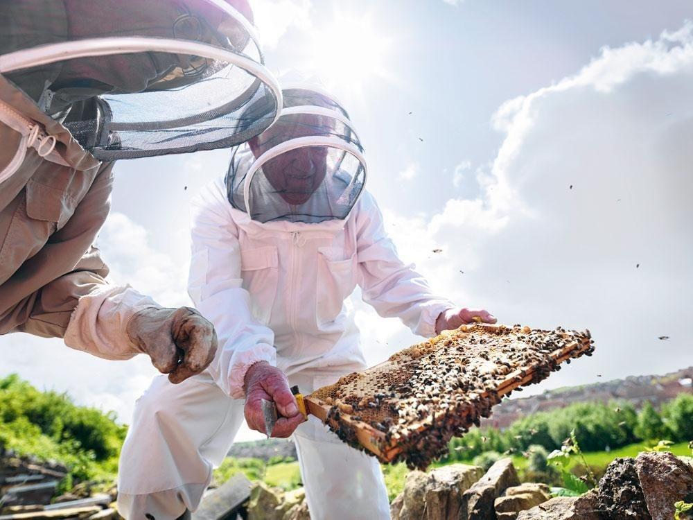 L'apiculture, un dossier finalement exfiltré vers le médiateur de la Région wallonne.