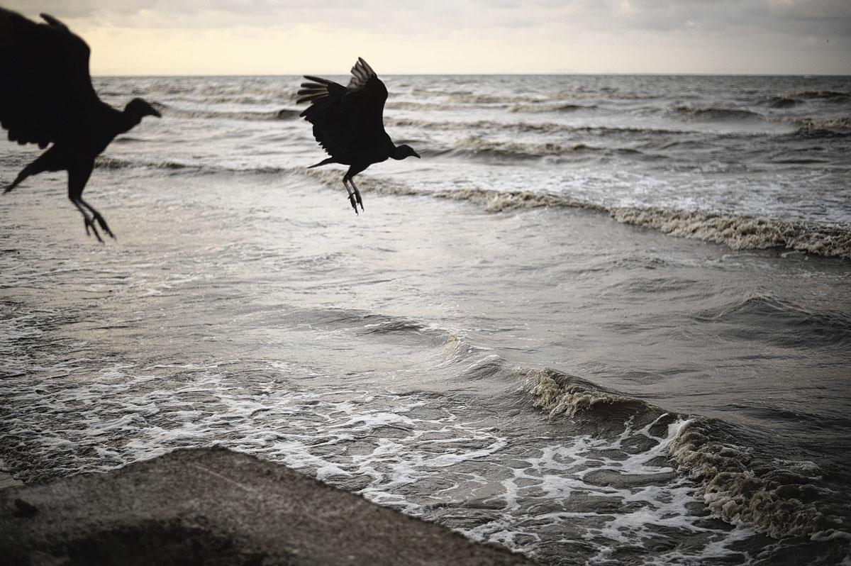 Au soleil couchant, les vautours viennent se nourrir sur la plage.
