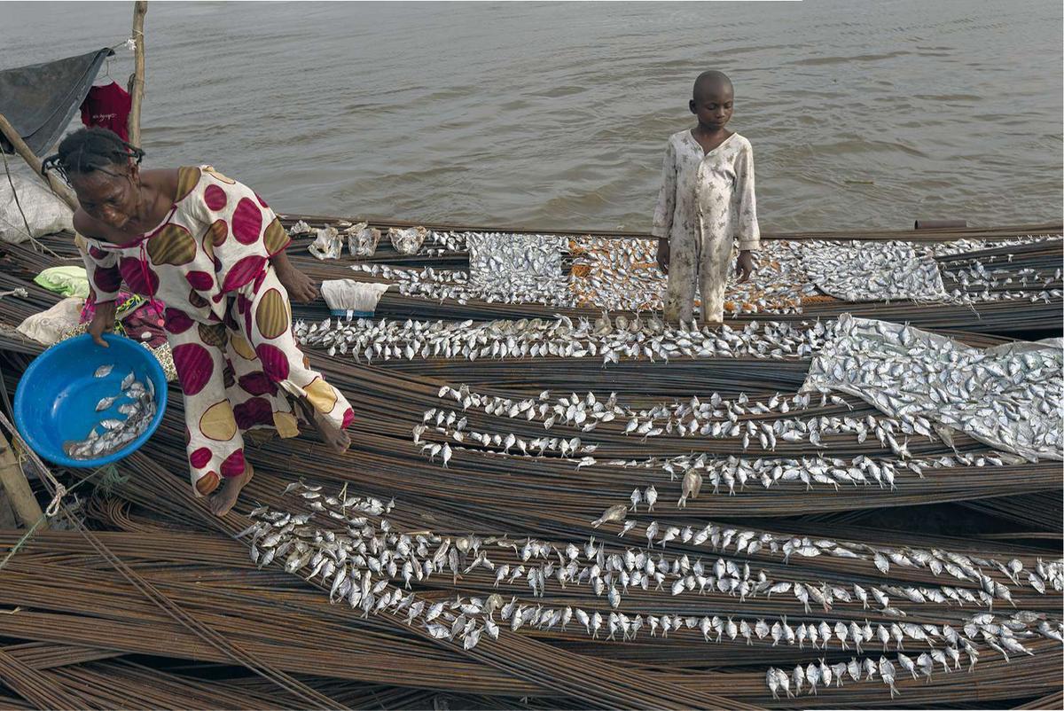 Mobeka Des passagers font sécher le poisson qu'ils ont acheté sur le fleuve en l'étalant sur la cargaison de fil d'acier. Une fois à destination, ils le revendent avec un bénéfice.