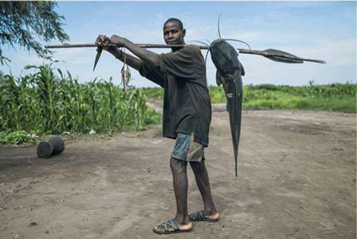 Mulongo Un pêcheur prend une pose avec son poisson (poisson-chat ou silure) pêché dans la rivière Lwalaba. Le Lwalaba est le nom du fleuve Congo au-delà de Kisangani. Il existe, en fait, plus de 3 000 espèces de poissons-chats dont certains peuvent atteindre des centaines de kilos et plus d'un mètre. Mais la plupart des espèces restent considérablement plus petites. Certaines espèces peuvent administrer des chocs électriques ou avoir des épines vénéneuses.
