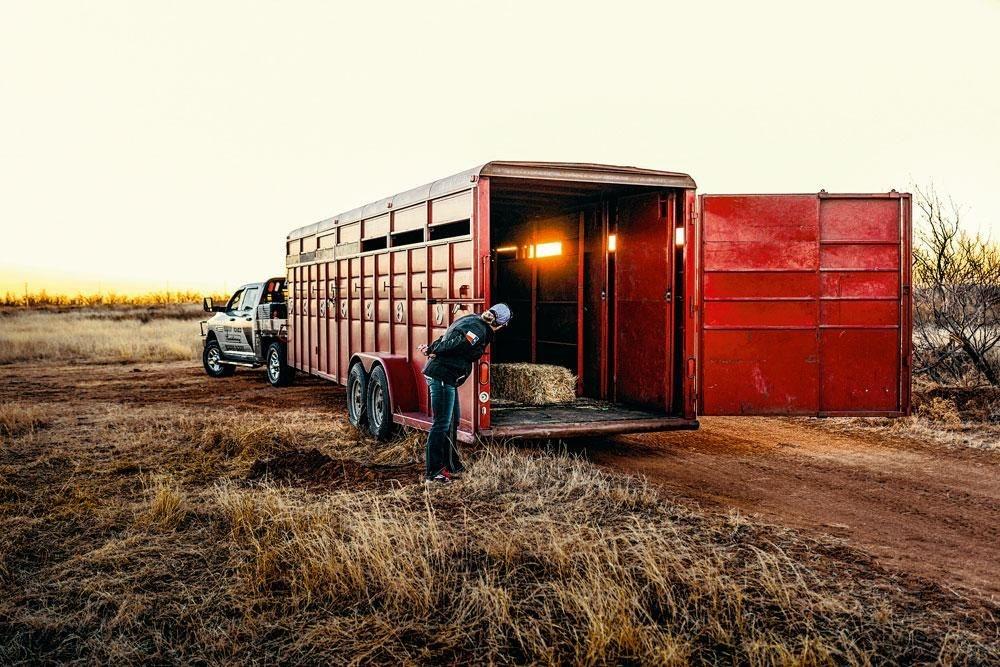 Livraison de mouflons au Rocking G ranch. Des ranchs qui proposent la chasse aux animaux exotiques, il y en 500 dans cet Etat.
