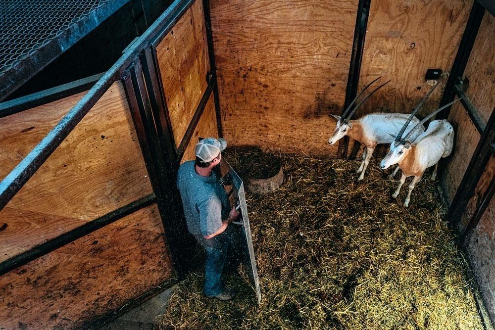 Tad Honeycutt est éleveur d'animaux d'Afrique au Texas. Il entre dans les compartiments de séparation des animaux sauvages, pour orienter les bêtes vers la remorque de transport.