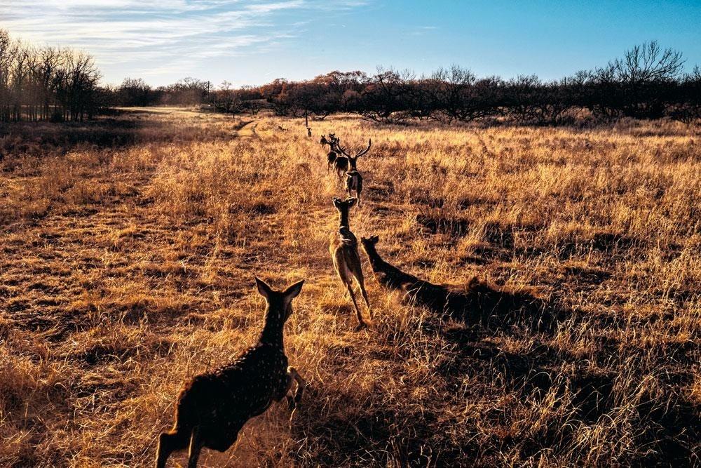 Livraison de cerfs axis pour la chasse du mois de mai au J-Bar-J ranch de Clarendon. Les ranchers se fournissent en animaux selon la demande auprès d'éleveurs texans d'animaux exotiques.