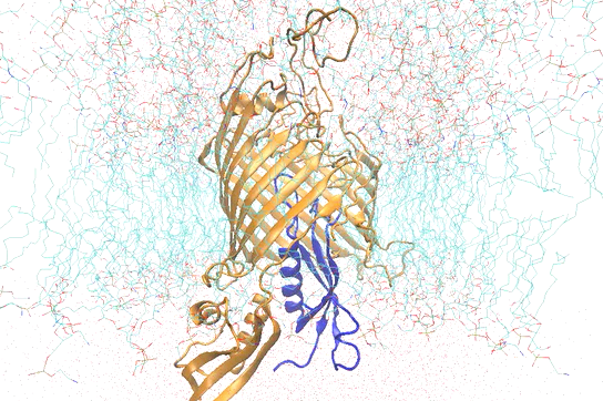 Dans cette image, on aperçoit la protéine BAM en train d'exporter une des protéine-soldats au travers du mur d'enceinte extérieur.
