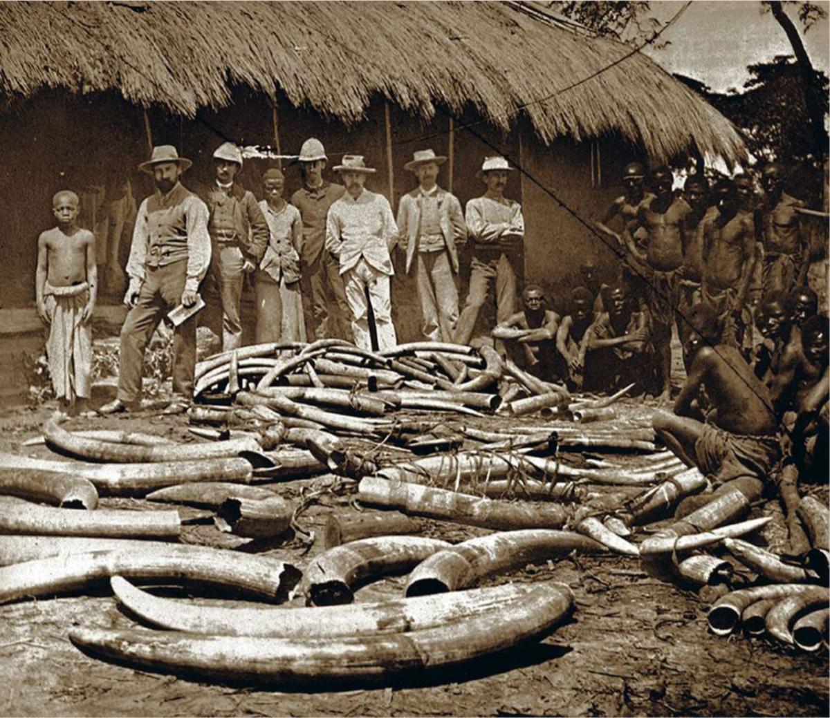Chasse à l'ivoire Durant la période coloniale, l'Afrique est devenu un terrain de jeu pour les chasseurs d'ivoire. L'ivoire du Congo transitait notamment par Dar es Salam, sur la côte arabo-swahilie d'Afrique, y compris après la colonisation européenne.