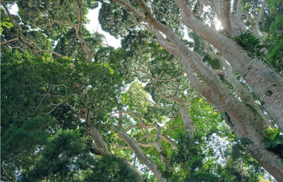 Trésors forestiers Vue du jardin botanique de Kisantu.