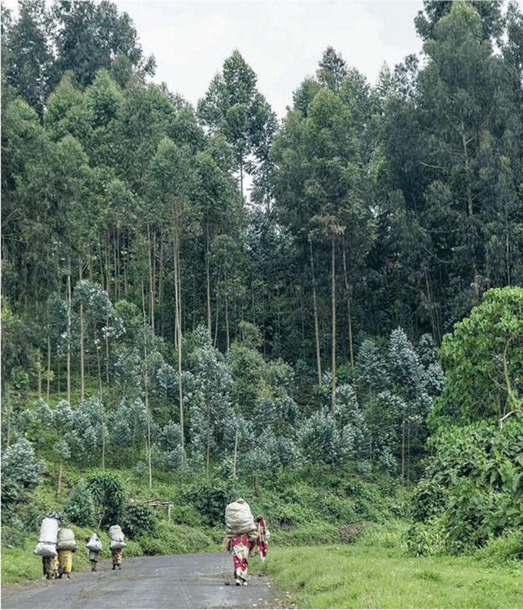 Transport inexistant De retour des champs, près de Goma (Nord-Kivu).