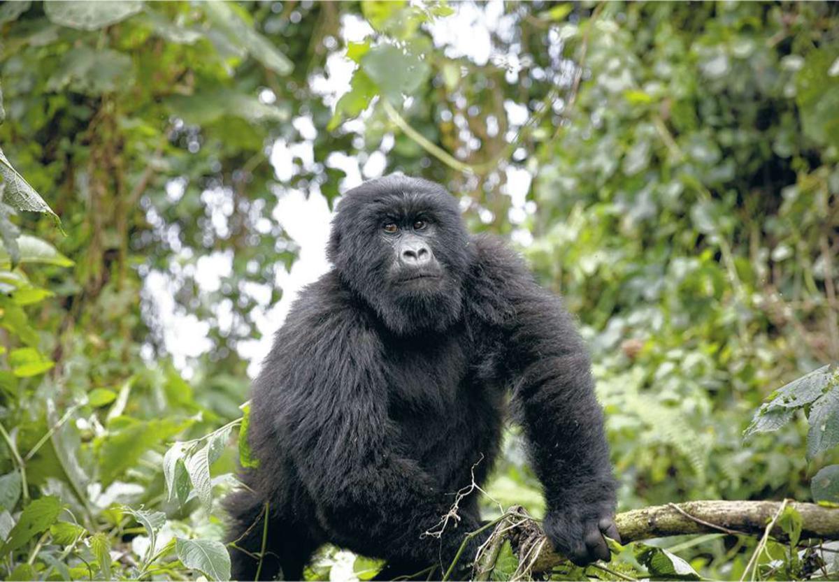 Fleuron touristique La population de gorilles au parc de la Virunga a significativement augmenté ces dernières années.