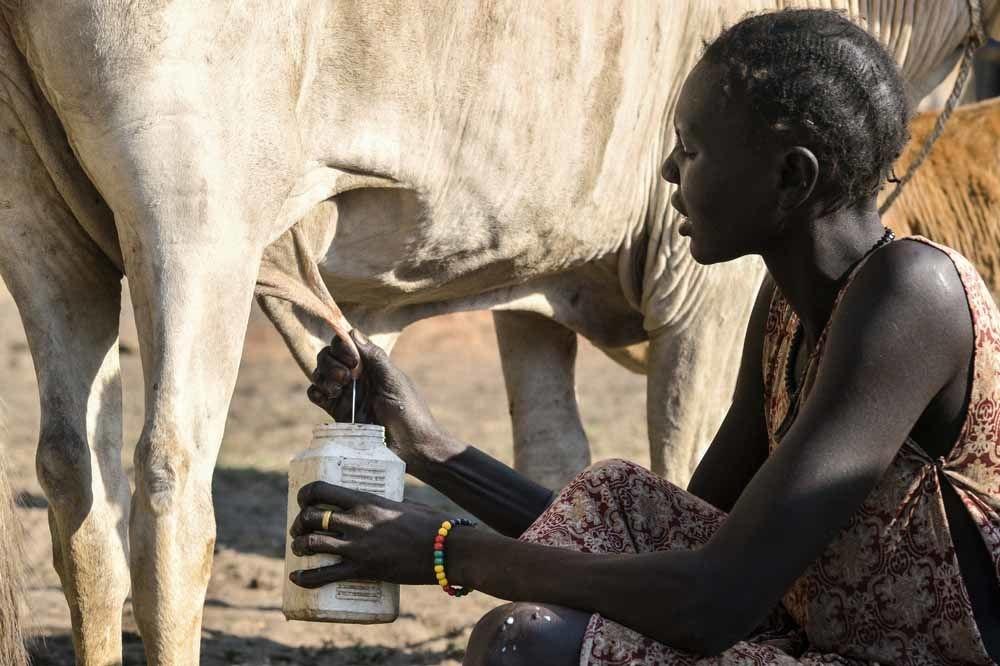 Soudan du Sud: la guerre du bétail (en images)