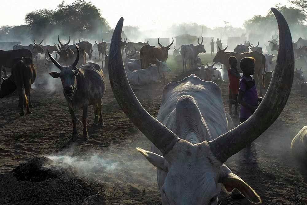 Soudan du Sud: la guerre du bétail (en images)