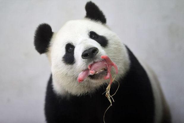 Tian Bao, le jeune Panda né à Pairi Daiza et sa maman Hao Hao.