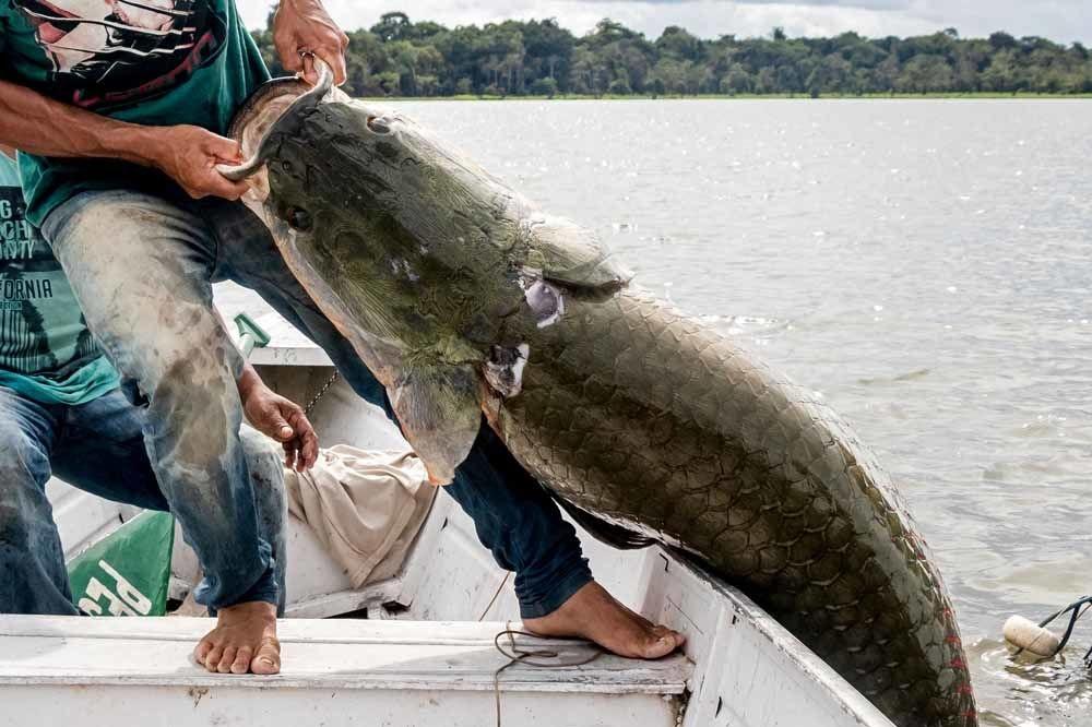 La survie miraculeuse du pirarucu, poisson géant d'Amazonie (en images)