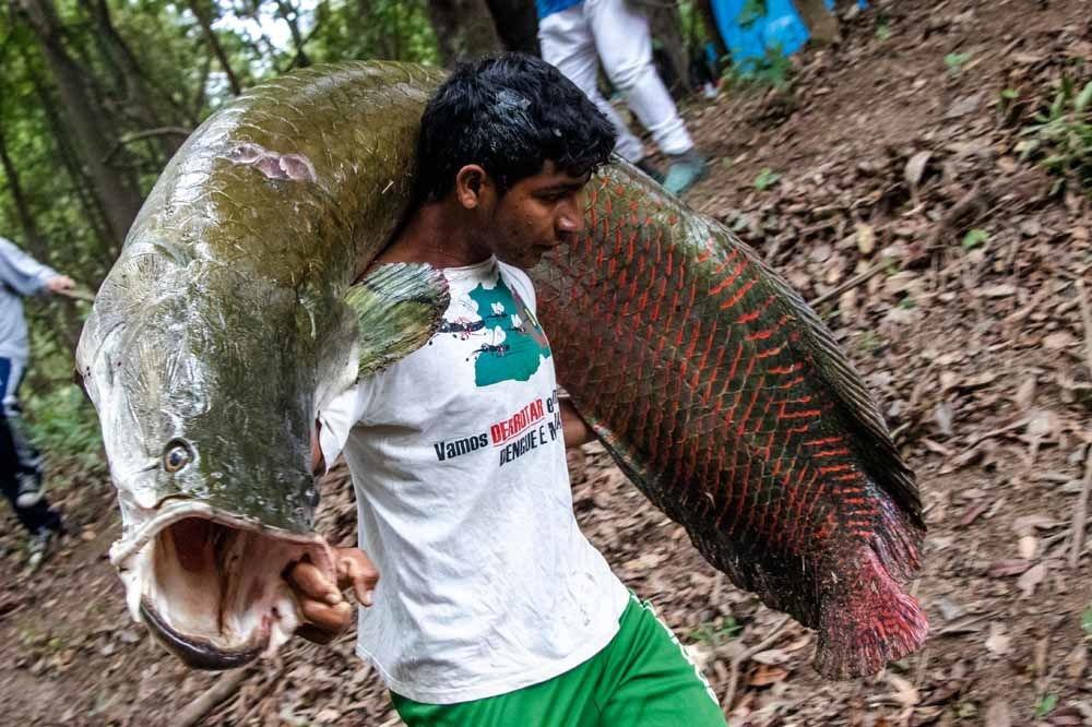 La survie miraculeuse du pirarucu, poisson géant d'Amazonie (en images)