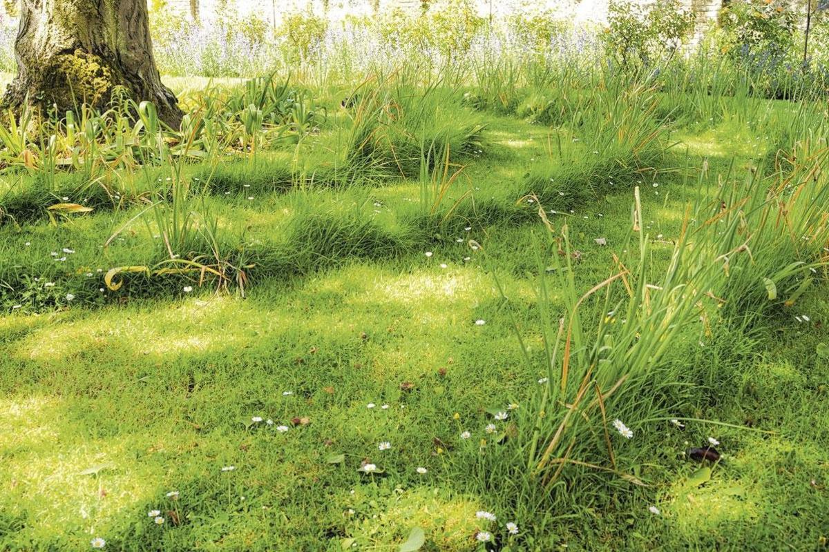 En mai, tonte à l'arrêt : 5 conseils ultimes pour une pelouse saine
