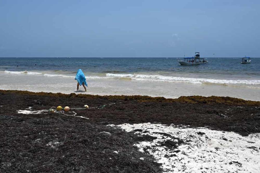 Les sargasses, la plaie qui menace les plages idylliques du Mexique (en images)