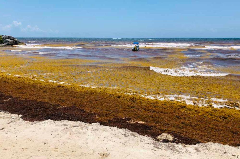 Les sargasses, la plaie qui menace les plages idylliques du Mexique (en images)