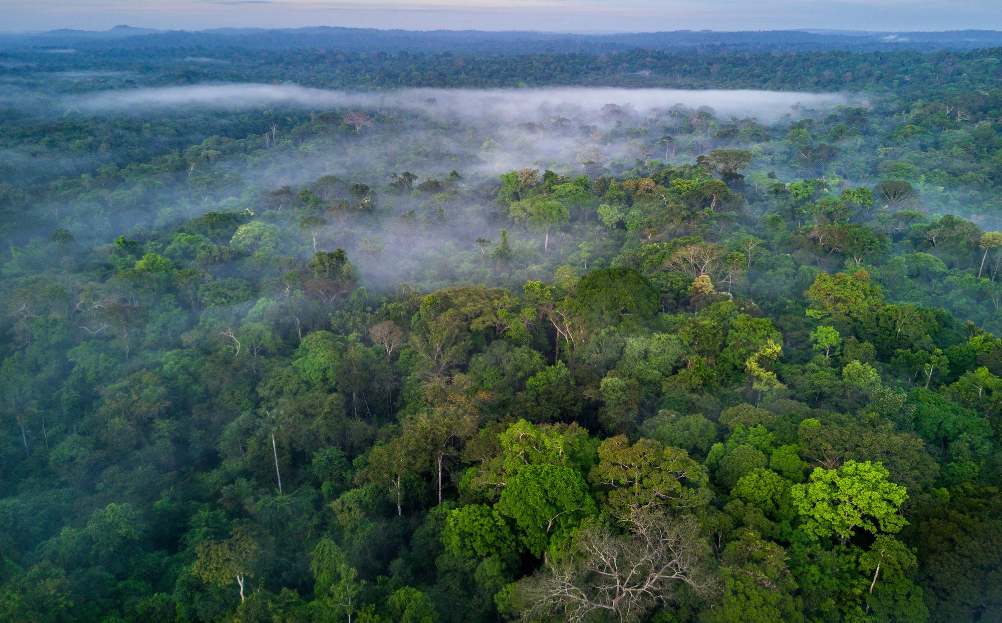 Forêt amazonienne : la déforestation ne s'atténue pas, les feux non plus