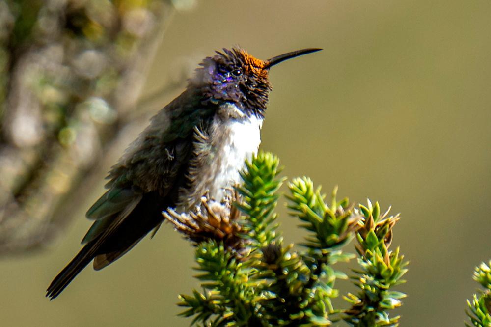 Le merveilleux chant du colibri contre-tenor