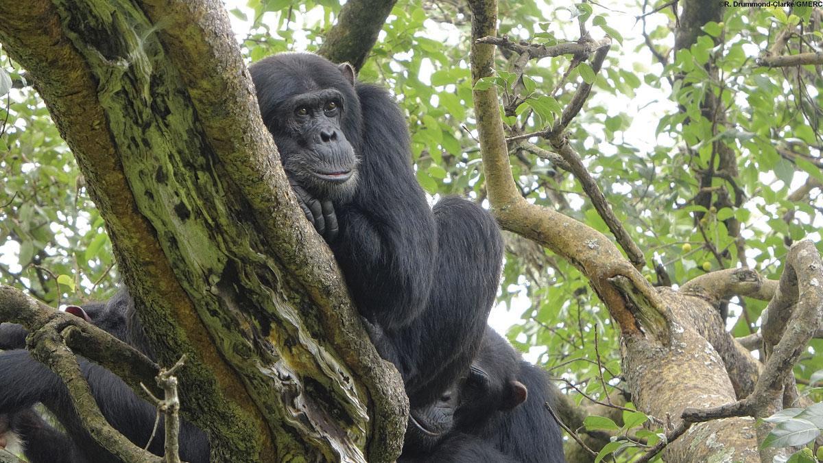 Cent quarante-quatre communautés de chimpanzés sauvages dans le monde ont fait l'objet de centaines d'heures d'observation.