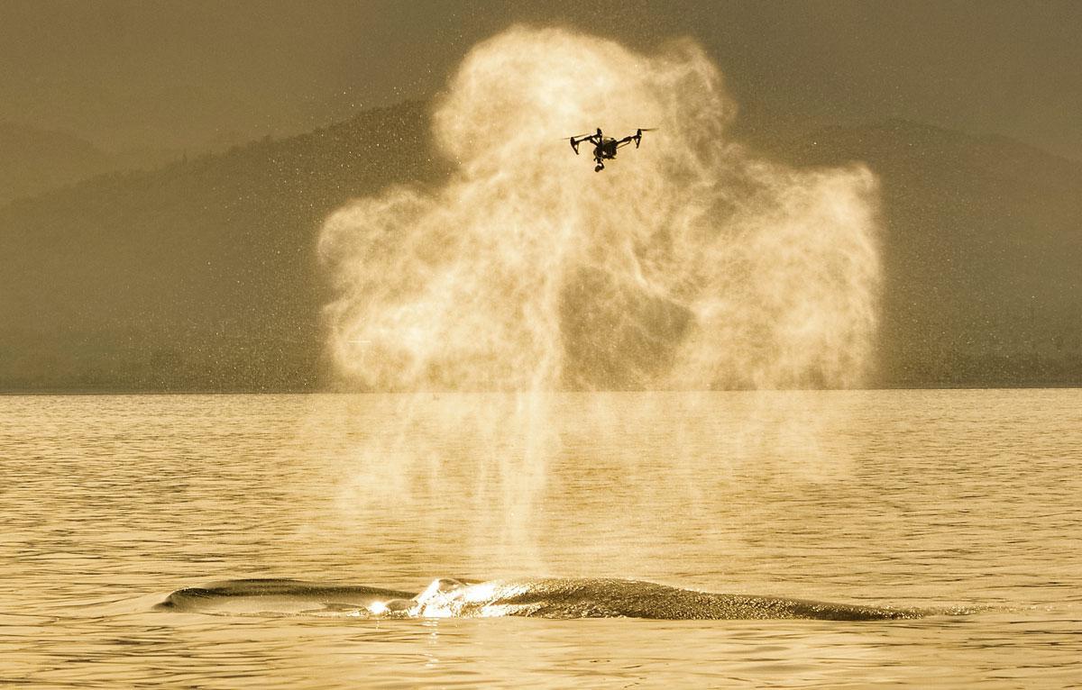 SnotBot, le drone qui permet de connaître les baleines grâce à leur mucus