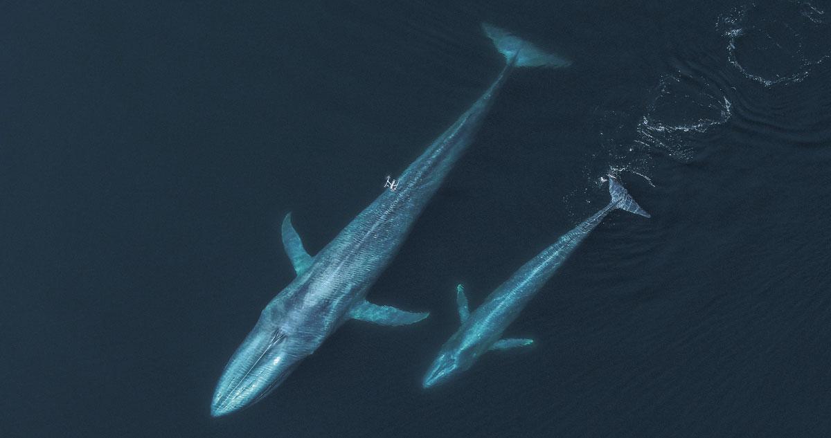 Les cétacés, dérangés par les drones ? Les premières études montrent que les baleines y sont relativement indifférentes, sauf si le drone descend en dessous de quatre mètres.