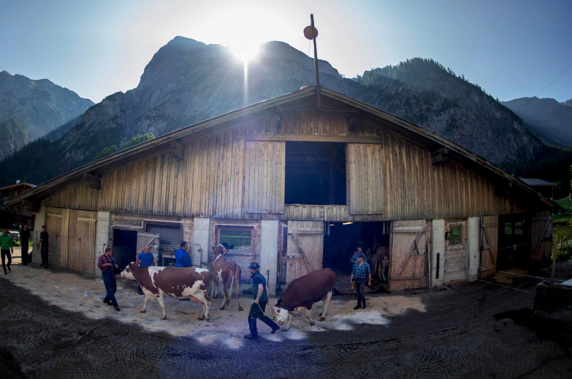 Climat: les alpages typiques du Tyrol menacés de disparition (en images)