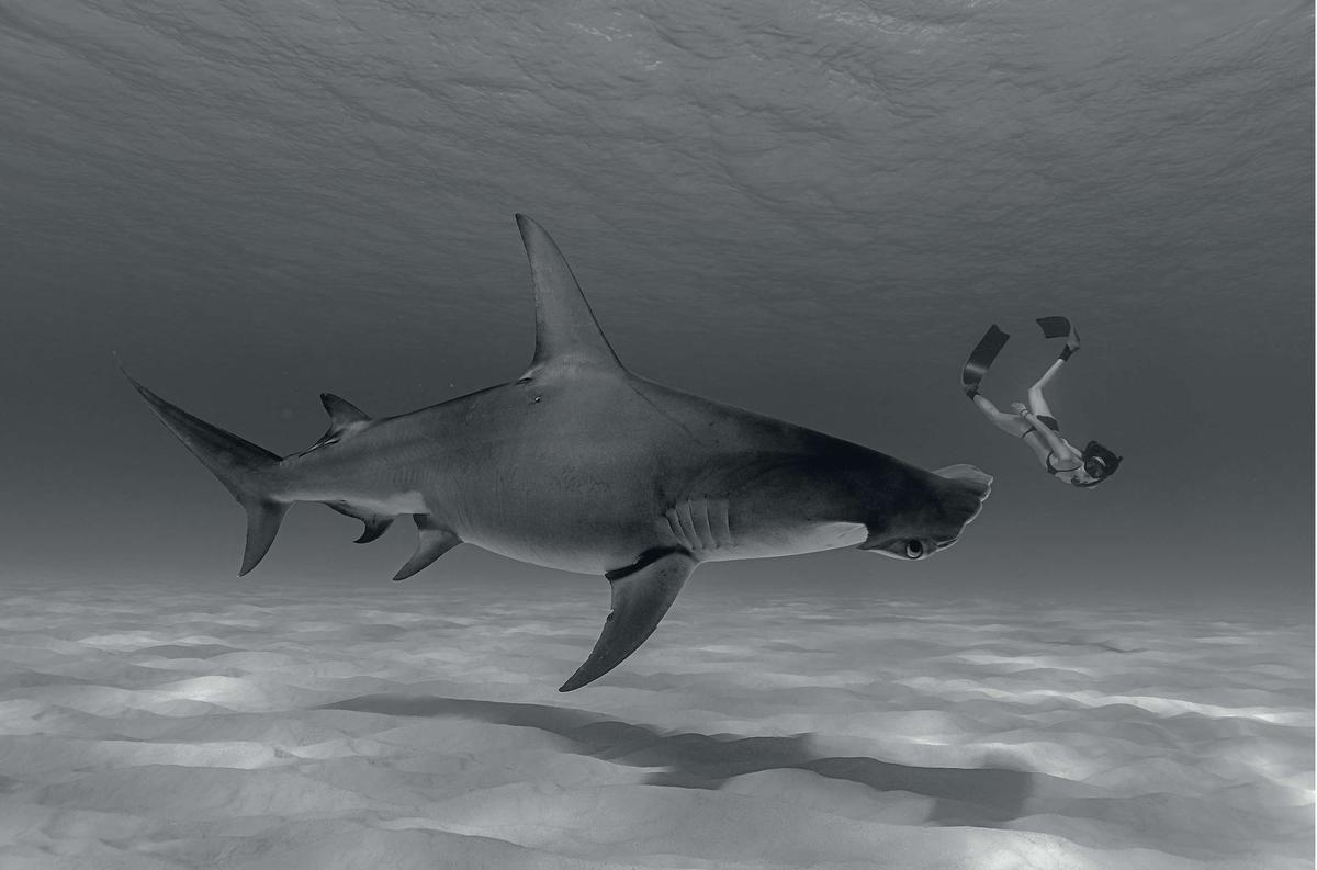 Apnéiste d'origine japonaise installée à Hawaï, Leina Sato n'éprouve aucune crainte lorsqu'elle approche un requin marteau dans les eaux cristallines des Bahamas, devant l'objectif de son compagnon. (Jean-Marie Ghislain)