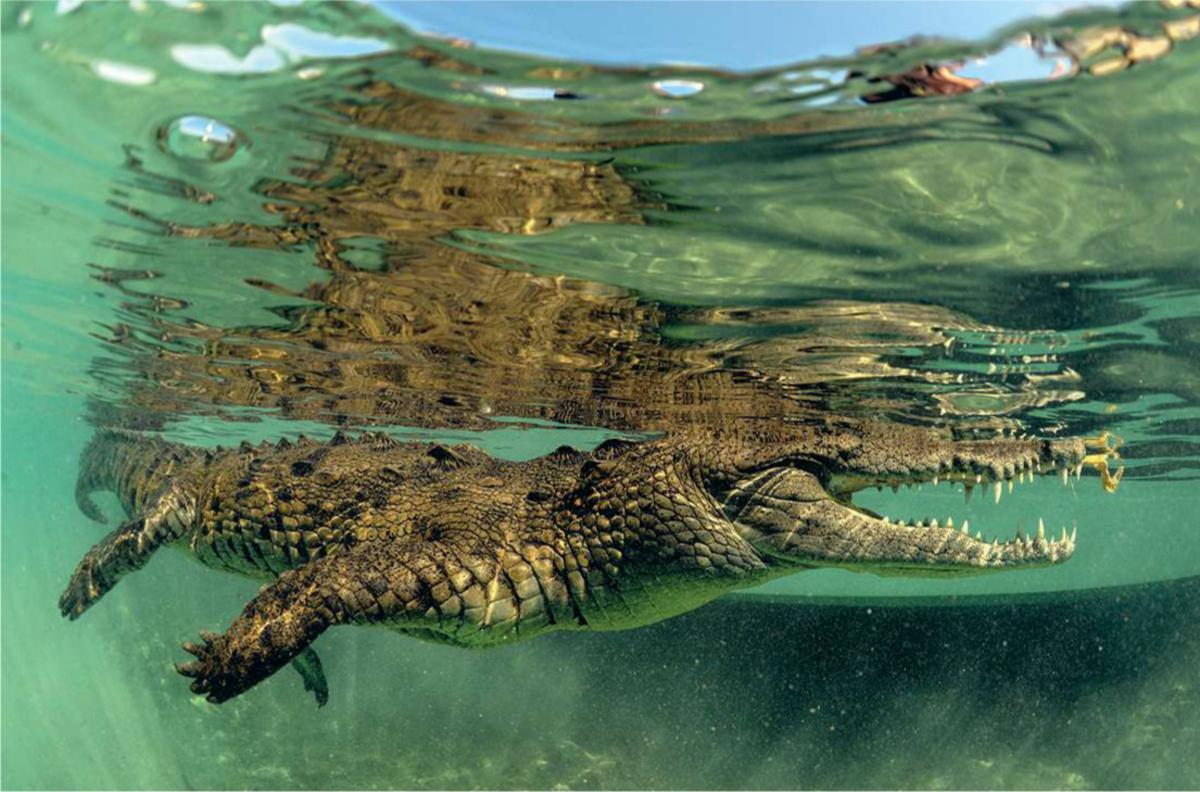 Nino, le crocodile de mer qu'Hugues Vitry retrouve régulièrement lorsqu'il voyage à Cuba. (Hugues Vitry)