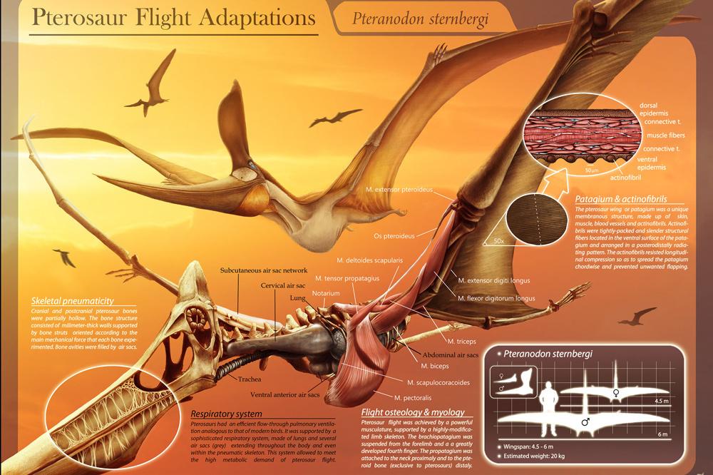 Le ptérosaure, l'un des plus grands animaux à avoir volé dans le ciel