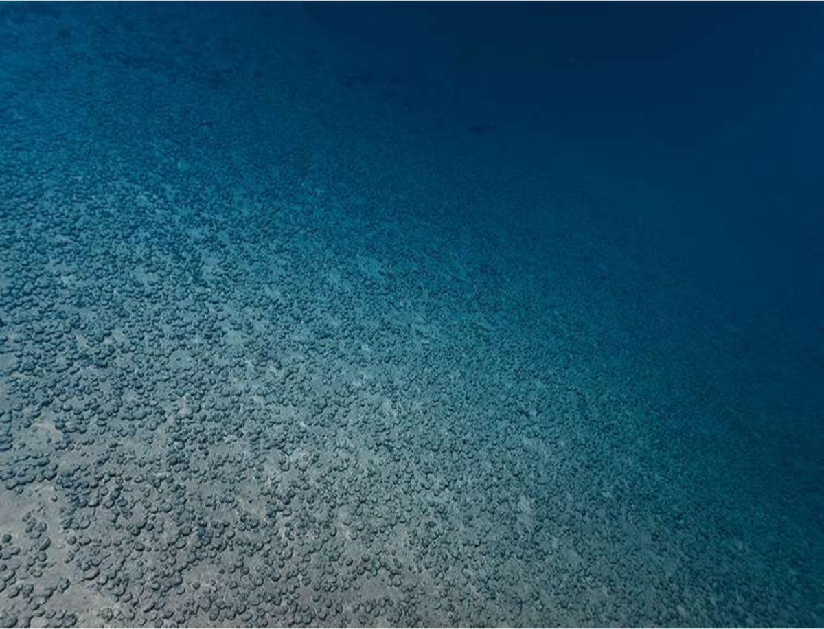 Nodules polymétalliques sur le plancher océanique de la zone de Clarion-Clipperton, dans le nord-est du Pacifique, à plus de 4 000 mètres de profondeur. (Federal Institute for Geosciences and Natural Resources of the Federal Republic of Germany (BGR))
