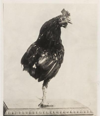 Le coq de Theodore Roosevelt (1910)