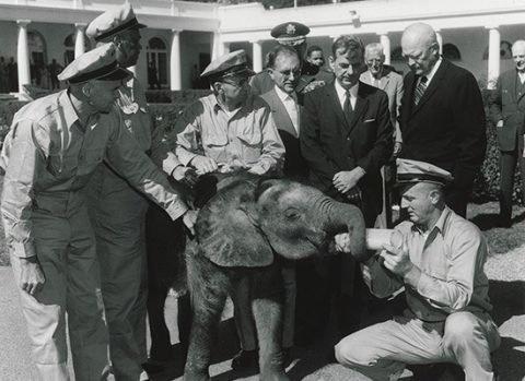 Le président Eisenhower rencontre son éléphanteau Dzimbo
