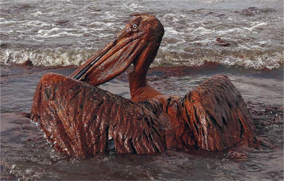 Louisiane. 2010, Un pélican brun se débat sur les plages de l'île de Grand Terre dans le pétrole brut qui s'échappe du puits de Deepwater Horizon (British Petroleum). (Getty Images)